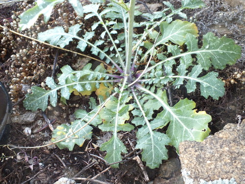Dryopetalon runcinatum (Mostaza) — photo