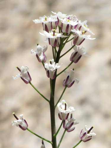 Dryopetalon runcinatum