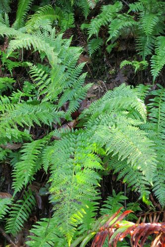 Dryopteris arguta (Yerb del golpe) — photo