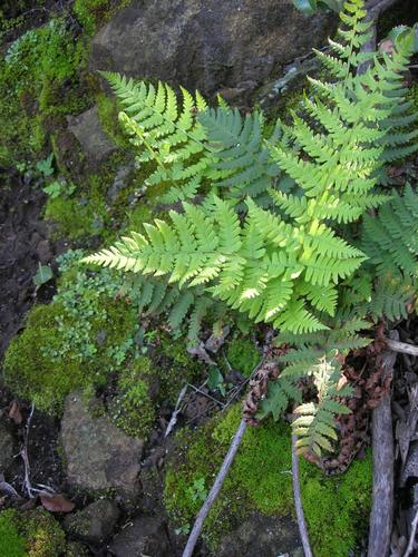 Dryopteris arguta (Yerb del golpe) — photo