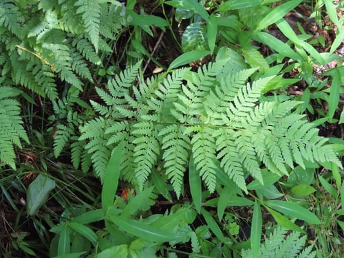 Dryopteris carthusiana (Narrow buckler fern) — photo