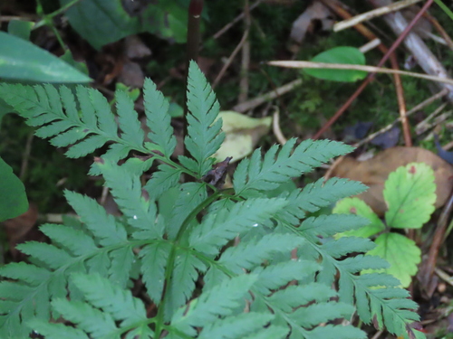 Dryopteris carthusiana (Narrow buckler fern) — photo