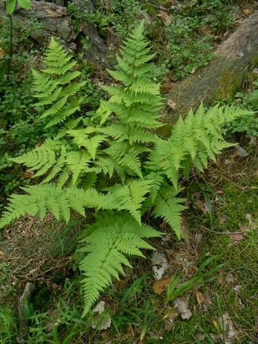 Dryopteridaceae