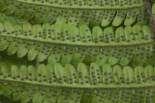 Dryopteris crassirhizoma (fern) — photo