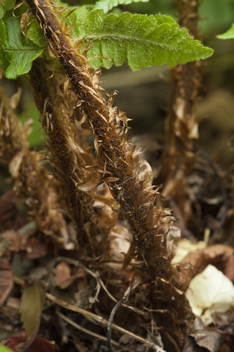 Dryopteris crassirhizoma (fern) — photo