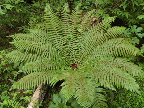 Dryopteris crassirhizoma