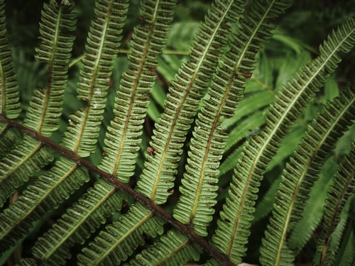 Dryopteris cucullata — photo