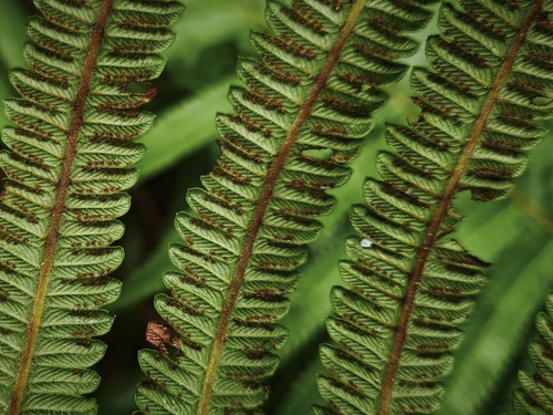 Dryopteris cucullata — photo
