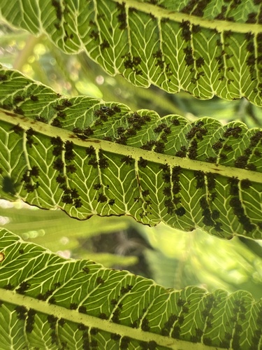 Dryopteris cyatheoides (fern) — photo