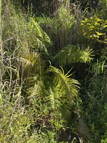 Dryopteris cyatheoides (fern) — photo