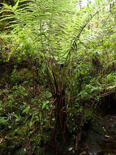 Dryopteris cyatheoides