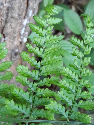 Dryopteris dilatata (Broad Buckler Fern) — photo