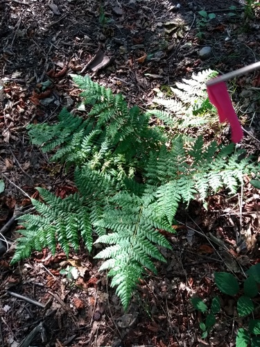 Dryopteris dilatata (Broad Buckler Fern) — photo