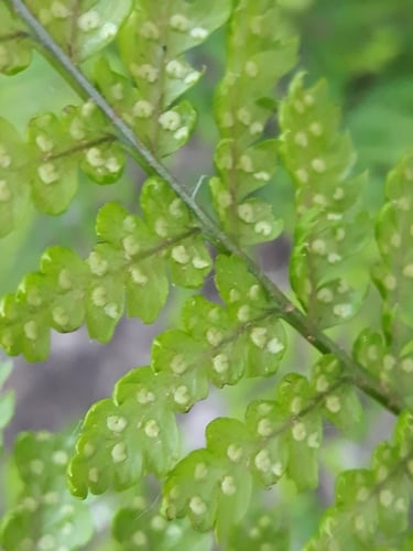 Dryopteris dilatata