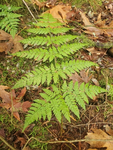 Dryopteris expansa (Spiny Wood Fern) — photo
