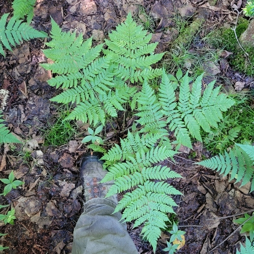 Dryopteris expansa (Spiny Wood Fern) — photo