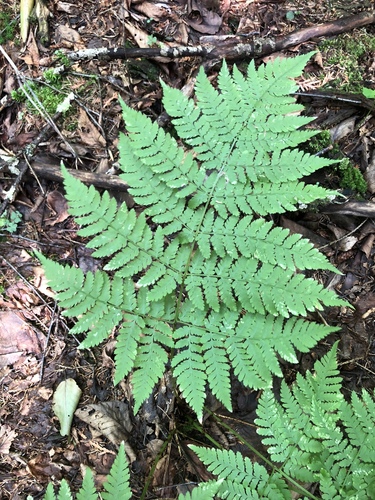 Dryopteris expansa