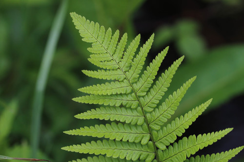 Dryopteris filix-mas (Male fern) — photo