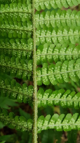 Dryopteris filix-mas (Male fern) — photo