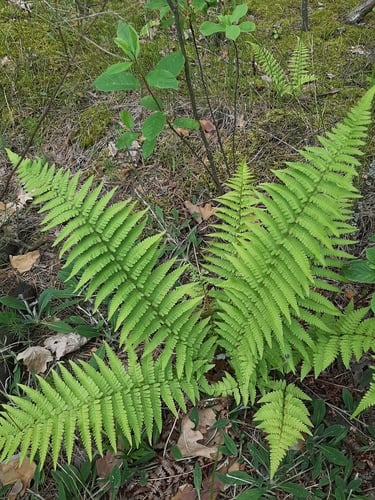Dryopteris filix-mas