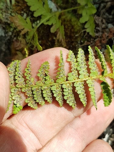 Dryopteris fragrans (Polypody) — photo