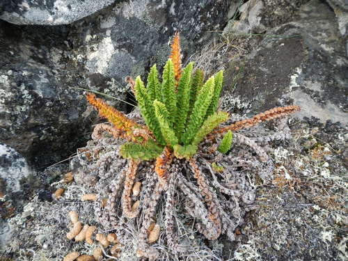 Dryopteris fragrans (Polypody) — photo