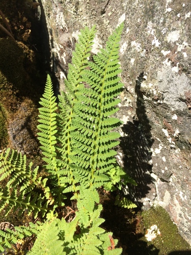 Dryopteris fragrans