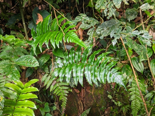 Dryopteris hirtipes (Fern) — photo