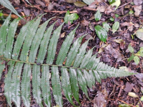Dryopteris hirtipes