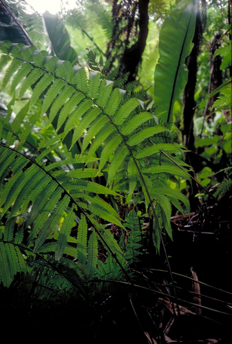 Dryopteris hirtipes (Fern) — photo
