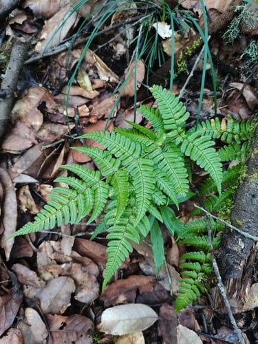 Dryopteris juxtaposita
