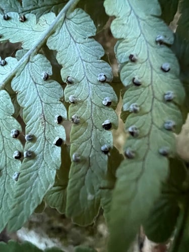 Dryopteris marginalis — photo