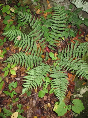 Dryopteris marginalis