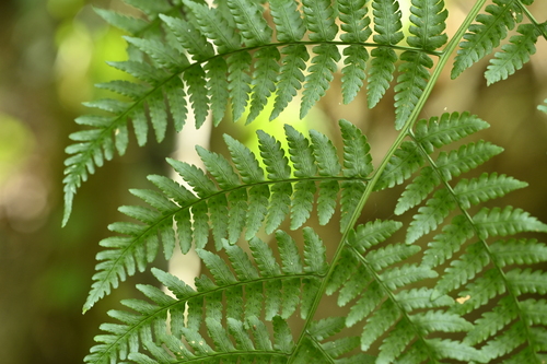 Dryopteris marginata — photo
