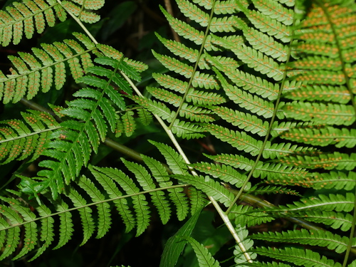 Dryopteris marginata — photo