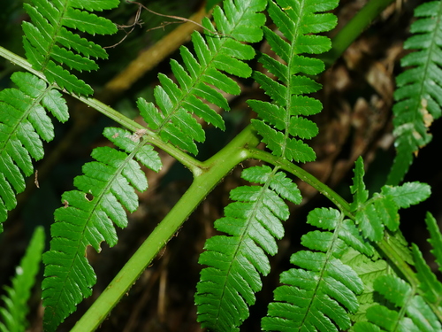 Dryopteris marginata