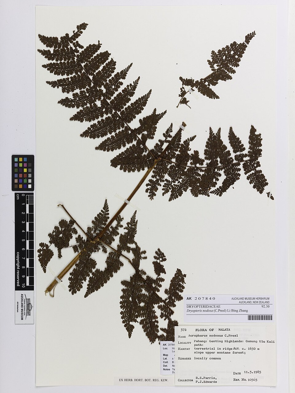 Dryopteris nodosa — photo