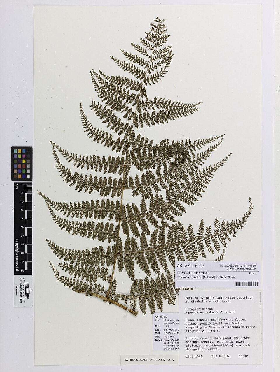Dryopteris nodosa — photo