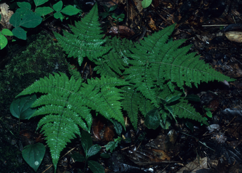 Dryopteris nodosa