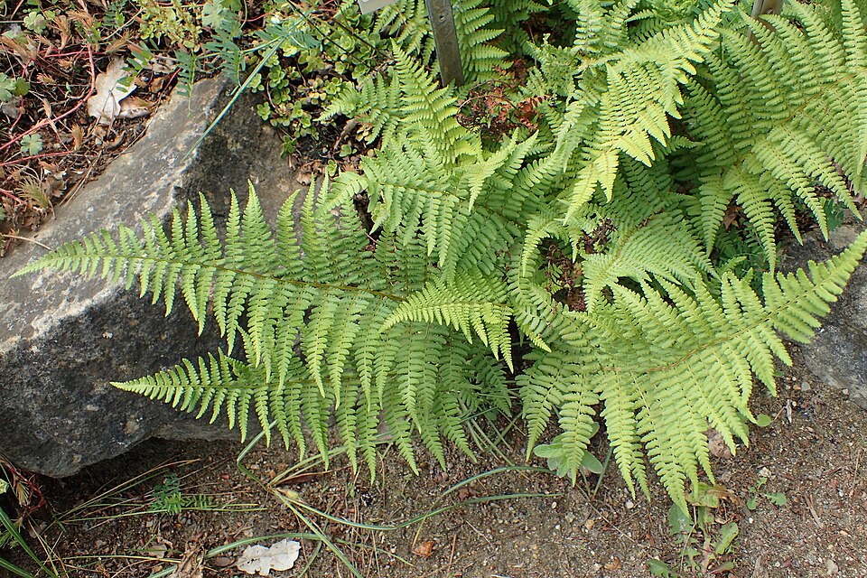 Dryopteris raddeana — photo