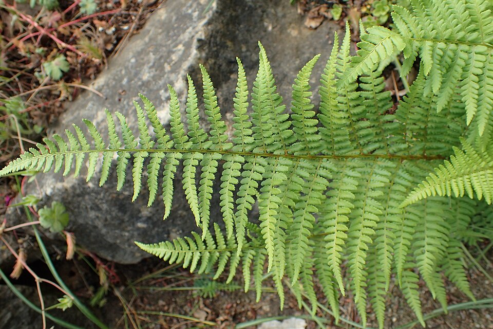 Dryopteris raddeana — photo