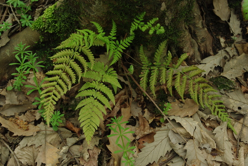 Dryopteris raddeana