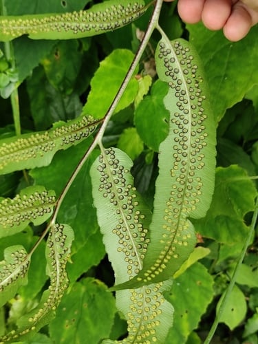 Dryopteris sieboldii (Japanese wood fern) — photo