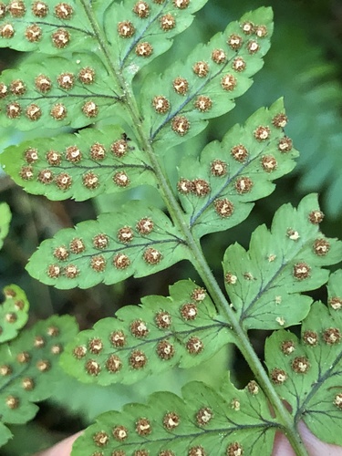 Dryopteris sparsa (Shield fern) — photo