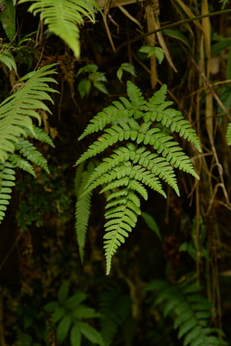 Dryopteris sparsa