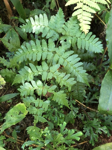 Dryopteris sparsa (Shield fern) — photo