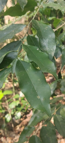 Drypetes andamanica