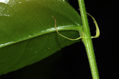 Drypetes arguta (Water ironplum) — photo