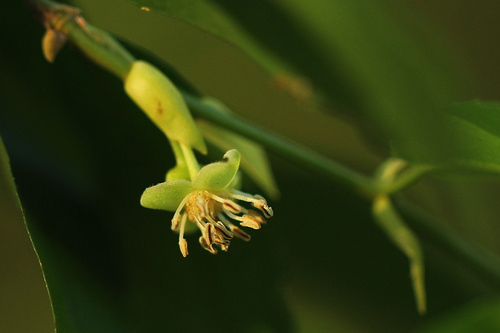 Drypetes arguta (Water ironplum) — photo