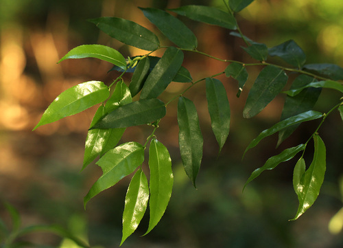 Putranjivaceae